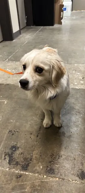 Beetlejuice - Adoption Pending