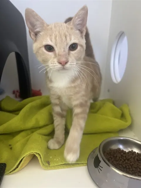 Maple - Adoption Pending