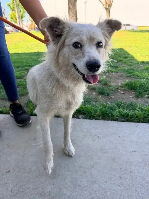 Ella - Adoption Pending