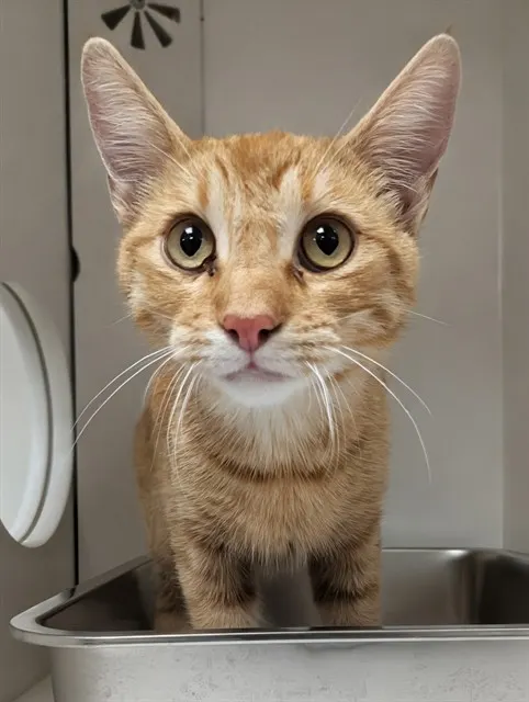 Sunshine - Adoption Pending