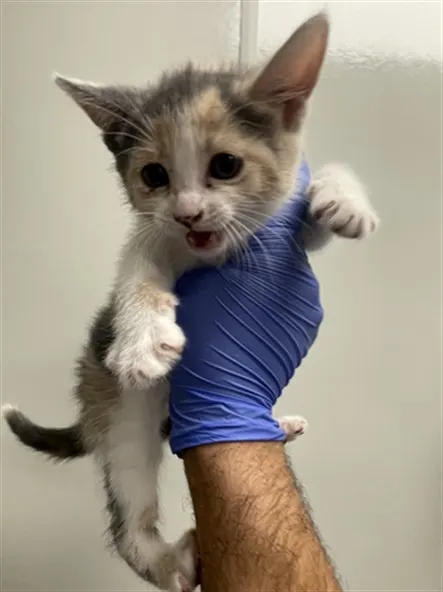Bingo - Adoption Pending