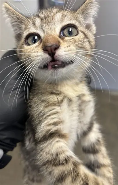 Alice - Adoption Pending