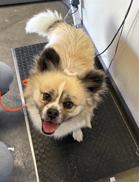 Gandalf - Adoption Pending