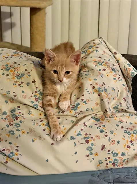 Maple - Adoption Pending