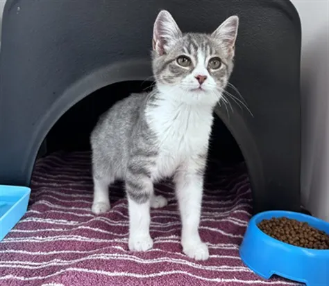 Calypso - Adoption Pending