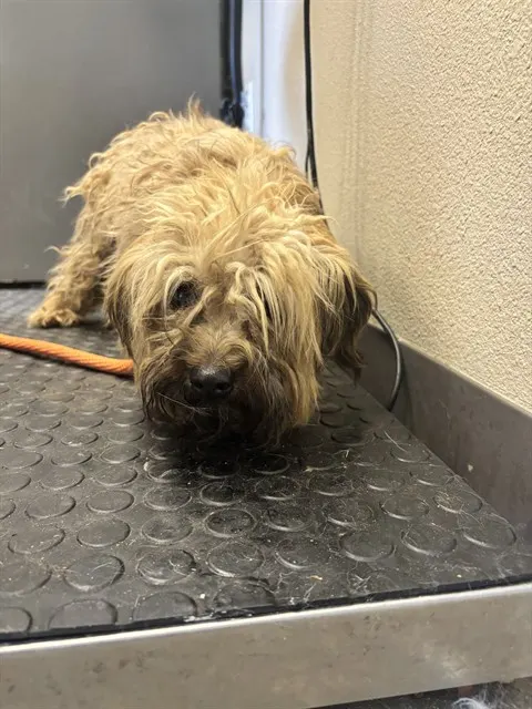 Benny - Adoption Pending