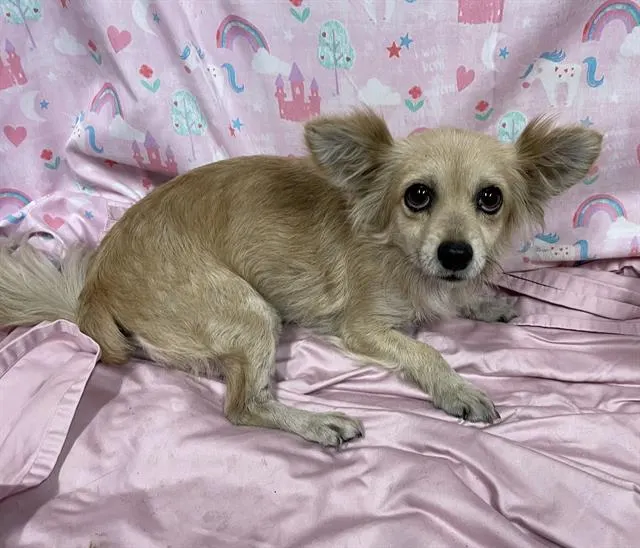 Adoptable Dog