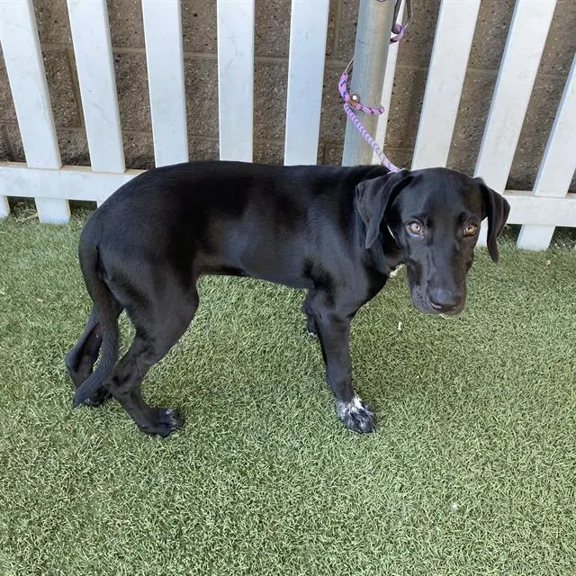 Adoptable Dog