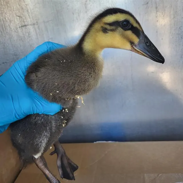 Daffy