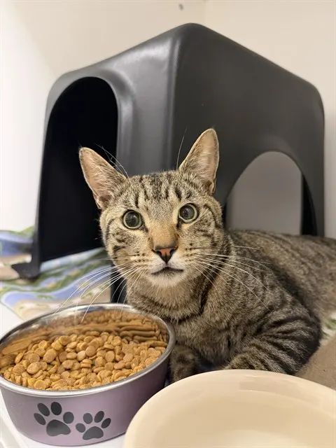 Axel