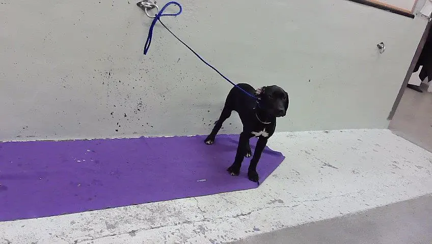Adoptable Dog