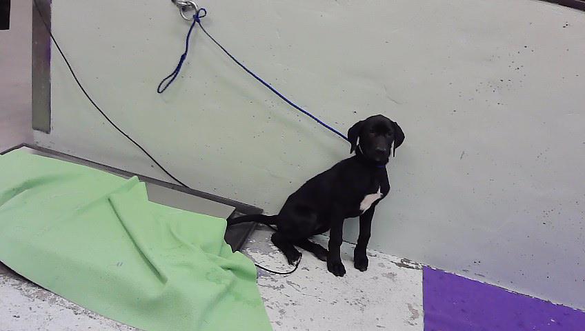 Adoptable Dog