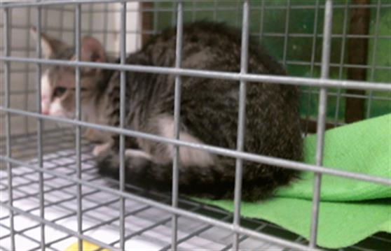 Adoptable Cat