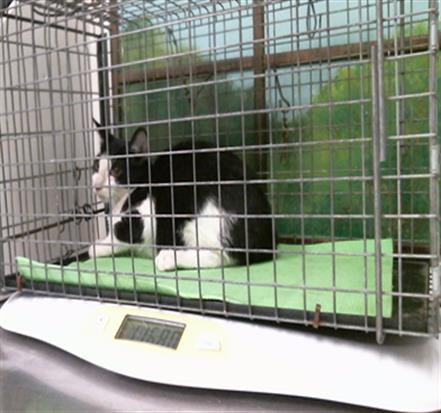 Adoptable Cat