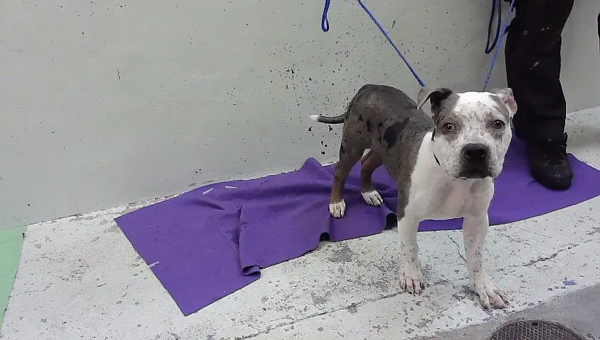 Adoptable Dog