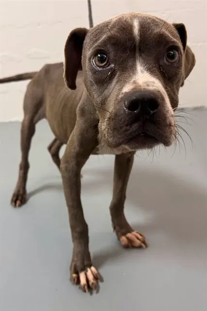 Opie