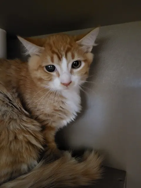 Heathcliff