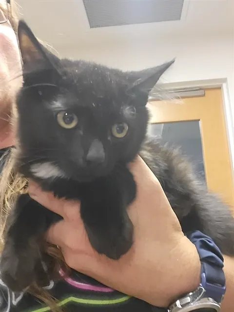 Tux