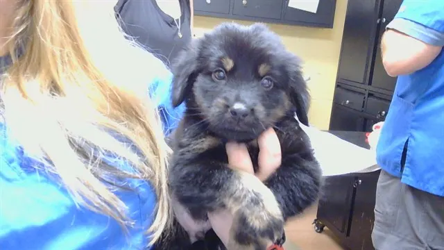Bear