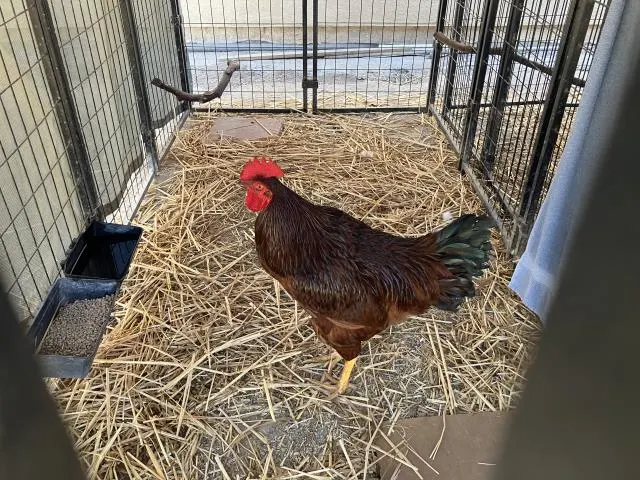 Adoptable Bird