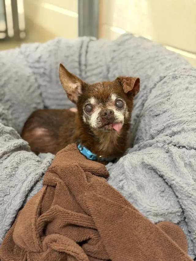 Adoptable Dog