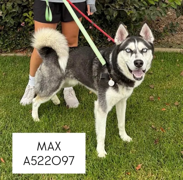 Max