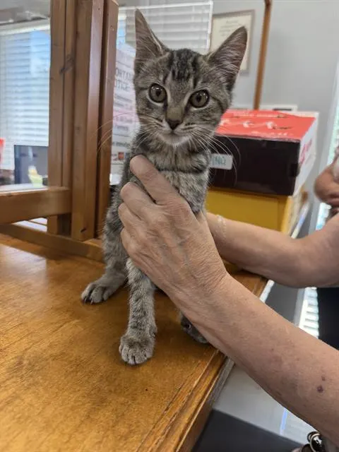 Lulu