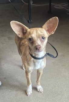 Bambi