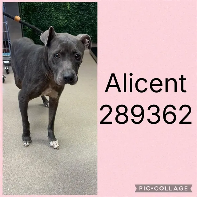 Alicent