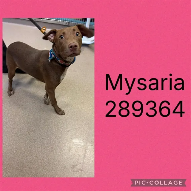 Mysaria