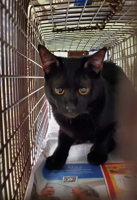 Adoptable Cat