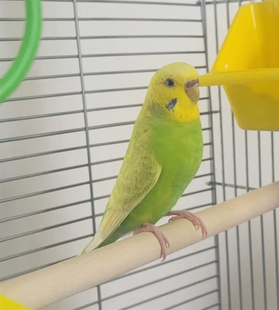 Lou