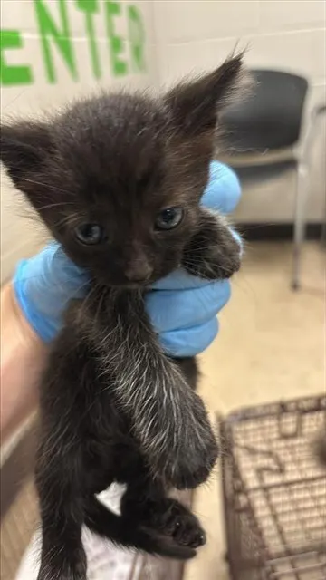 Finn
