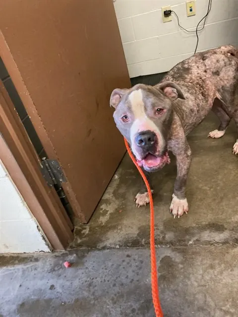 Big Dude