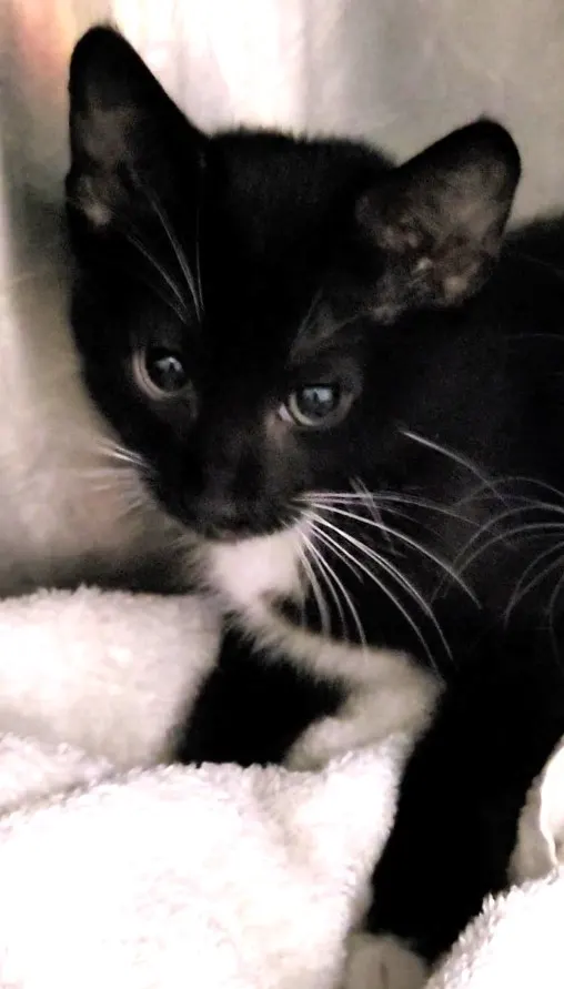 Adoptable Cat