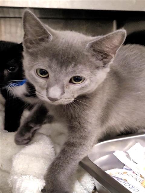 Adoptable Cat