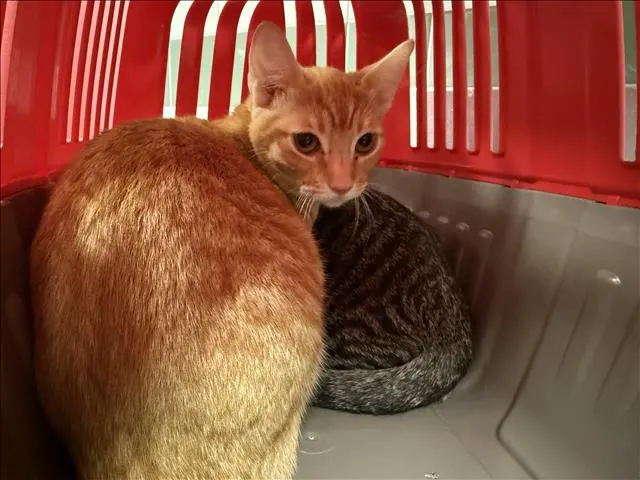Orange Julius