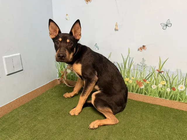 Adoptable Dog