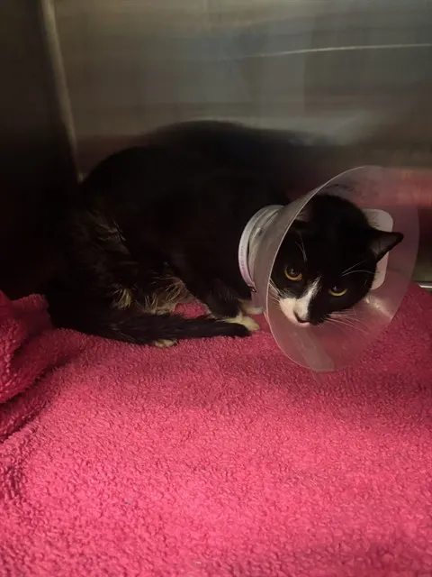 Oreo