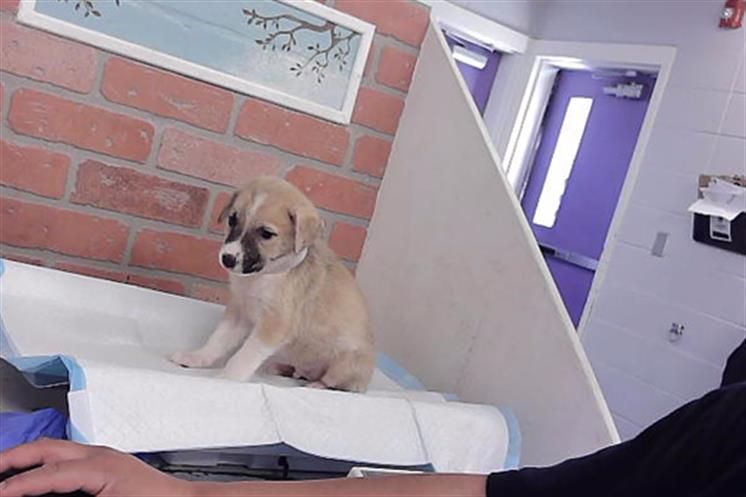 Adoptable Dog