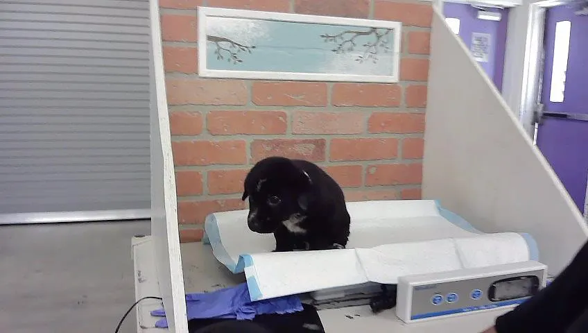 Adoptable Dog