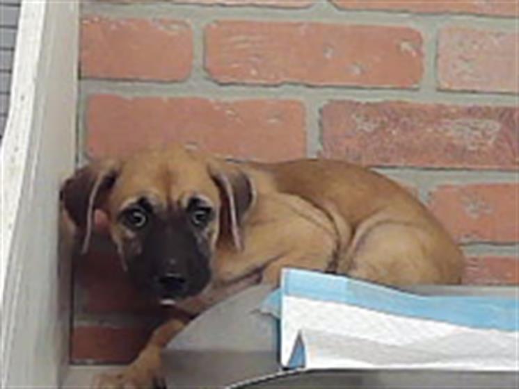 Adoptable Dog