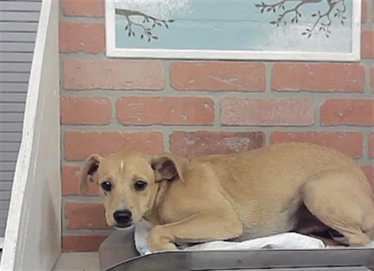 Adoptable Dog