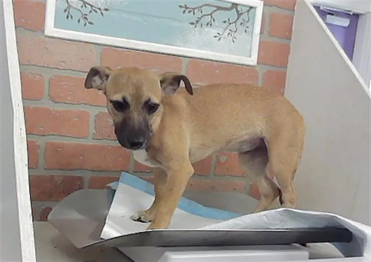 Adoptable Dog