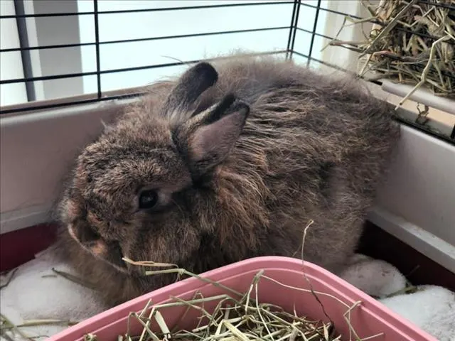 Thumper