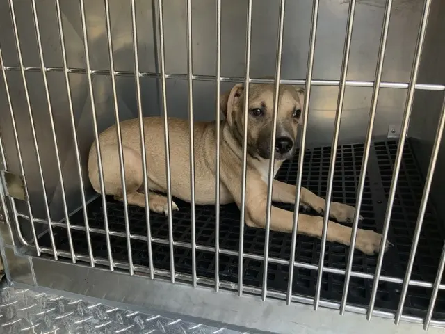 Adoptable Dog