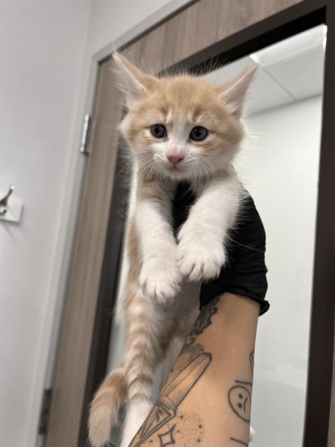 Pompompurrrin*