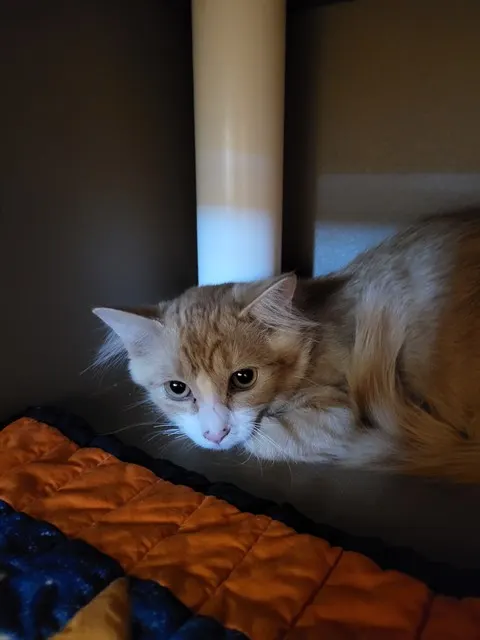 Pancake
