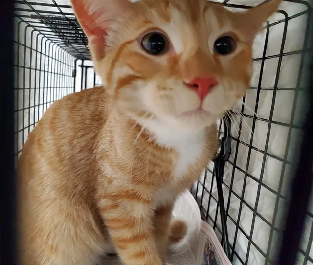 Adoptable Cat