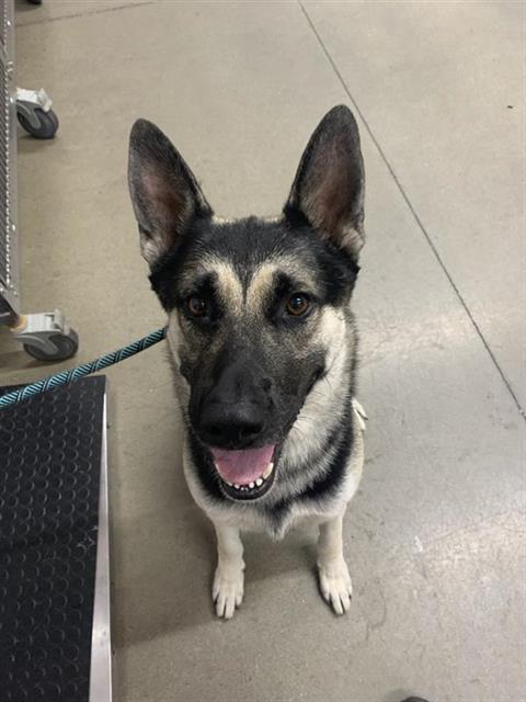 Adoptable Dog